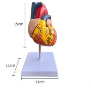 modelo de corazón de tamaño natural codj3c319307b