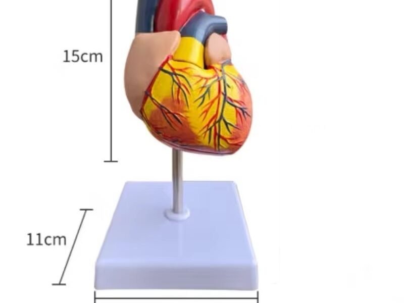 modelo de corazón de tamaño natural codj3c319307b