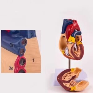 modelo de corazón de tamaño natural codj3c319307b
