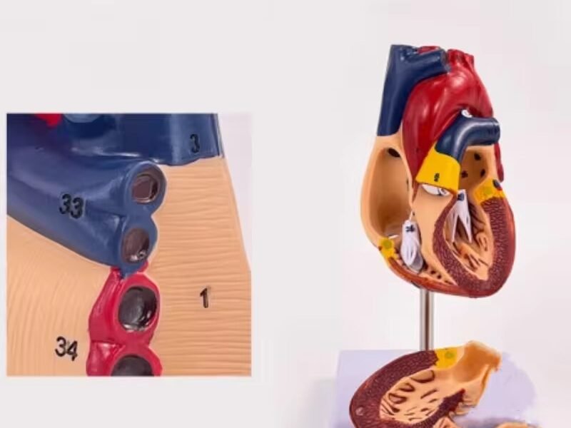 modelo de corazón de tamaño natural codj3c319307b