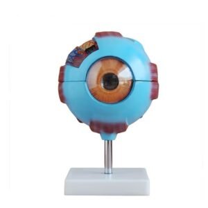 ojo humano, material didactico para enseñanza