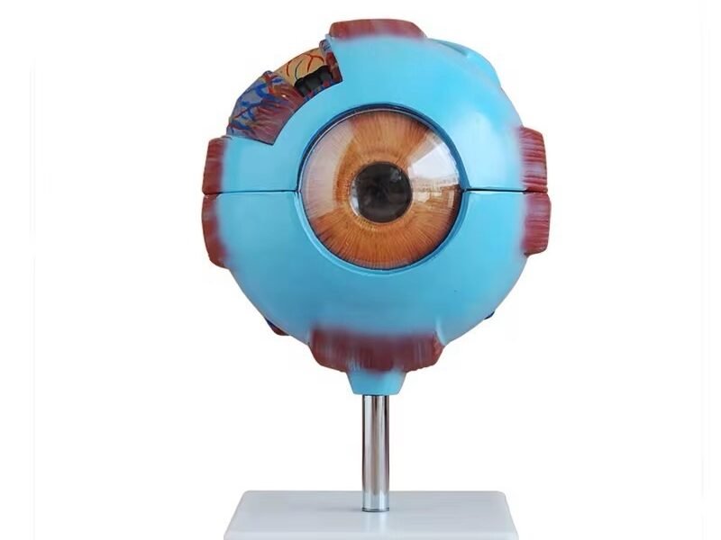 Ojo Humano, para enseñanza Cod7028 ojo humano, material didactico para enseñanza
