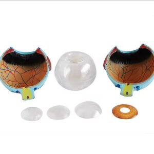 ojo humano, material didactico para enseñanza ojo humano, material didactico para enseñanza