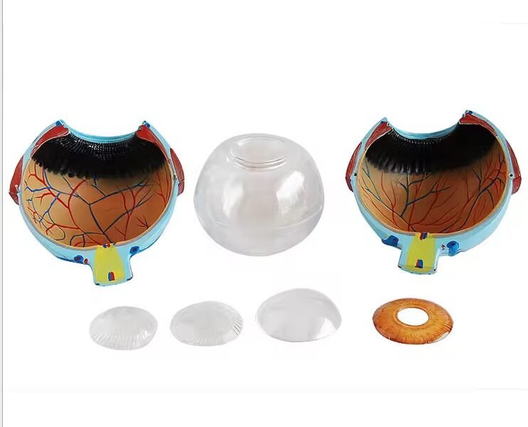 ojo humano, material didactico para enseñanza