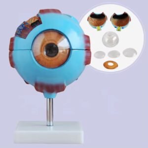 ojo humano, material didactico para enseñanza ojo humano, material didactico para enseñanza