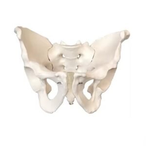 pelvis femenina, material didáctica, codj3c119124