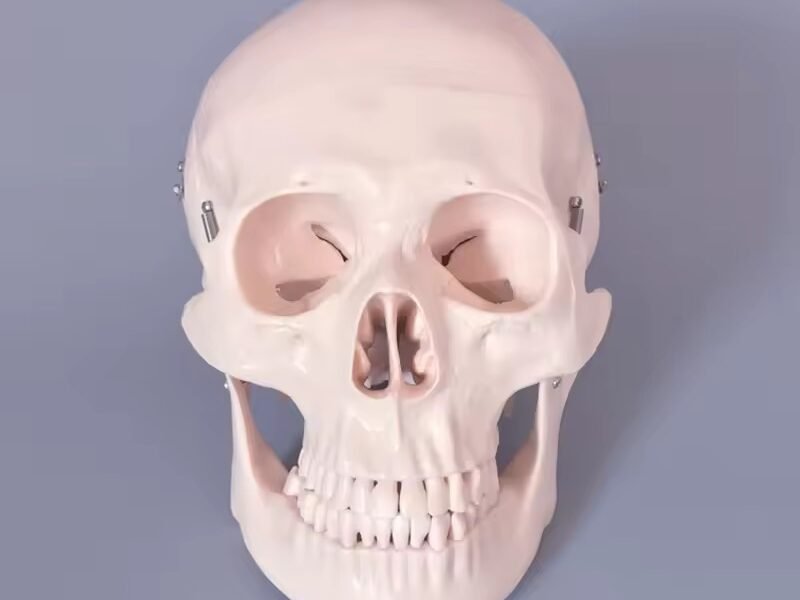 craneo, para enseñanza 2 tamaños cod119104