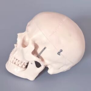 craneo, para enseñanza 2 tamaños cod119104