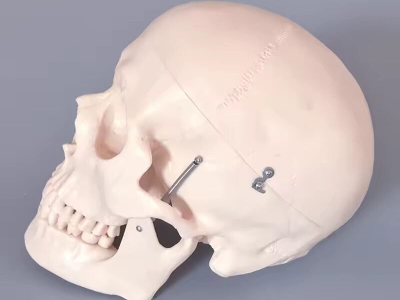 craneo, para enseñanza 2 tamaños cod119104