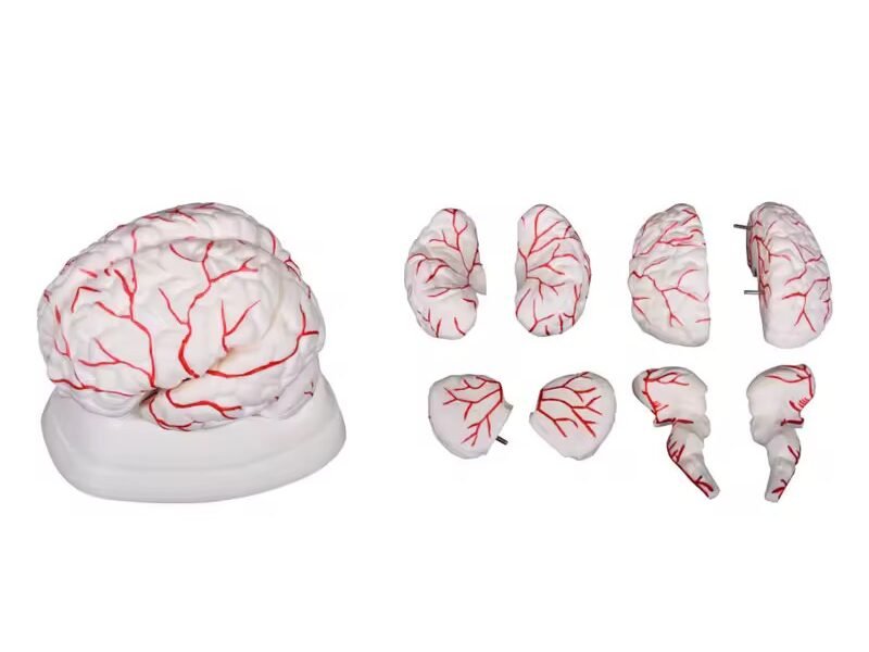 cerebro humano de goma, material didáctico codj3c19308