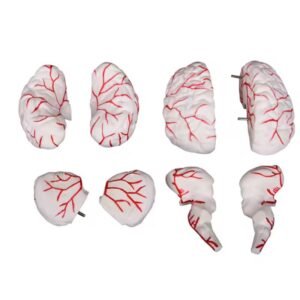 cerebro humano de goma, material didáctico codj3c19308