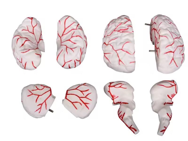 cerebro humano de goma, material didáctico codj3c19308