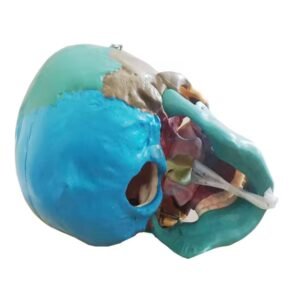 cráneo color, para enseñanza codj3c119104c