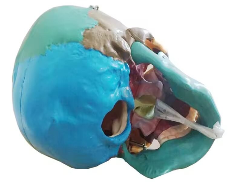 cráneo color, para enseñanza codj3c119104c