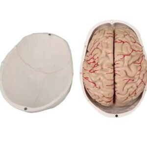 cráneo cerebro, para enseñanza codj3c119104e