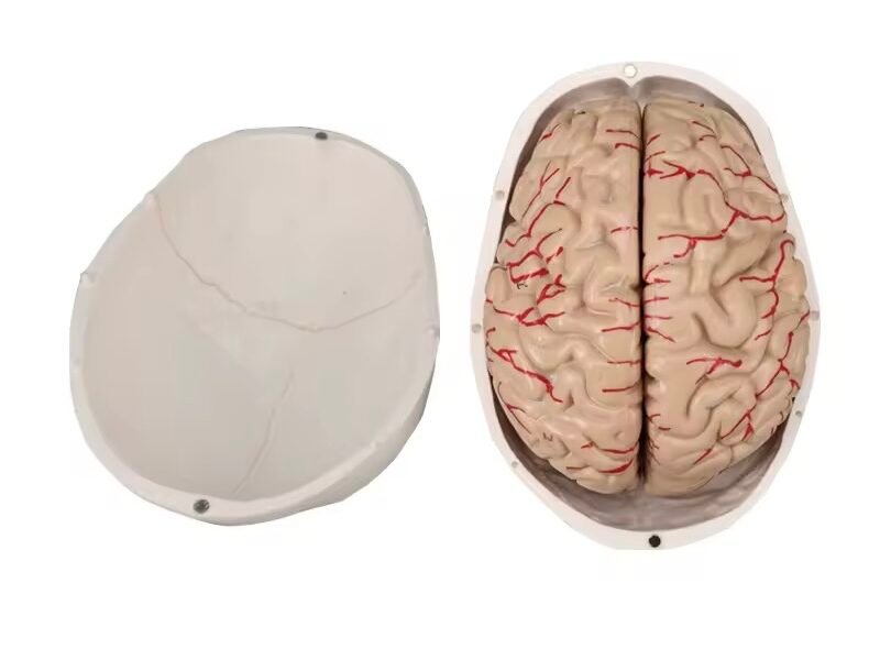 cráneo cerebro, para enseñanza codj3c119104e