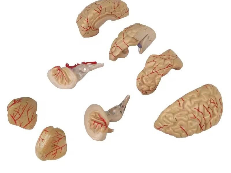 cráneo cerebro, para enseñanza codj3c119104e