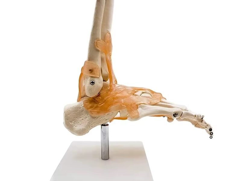 pie ligamento para enseñanza, codj3c119113a