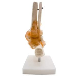 pie ligamento para enseñanza, codj3c119113a