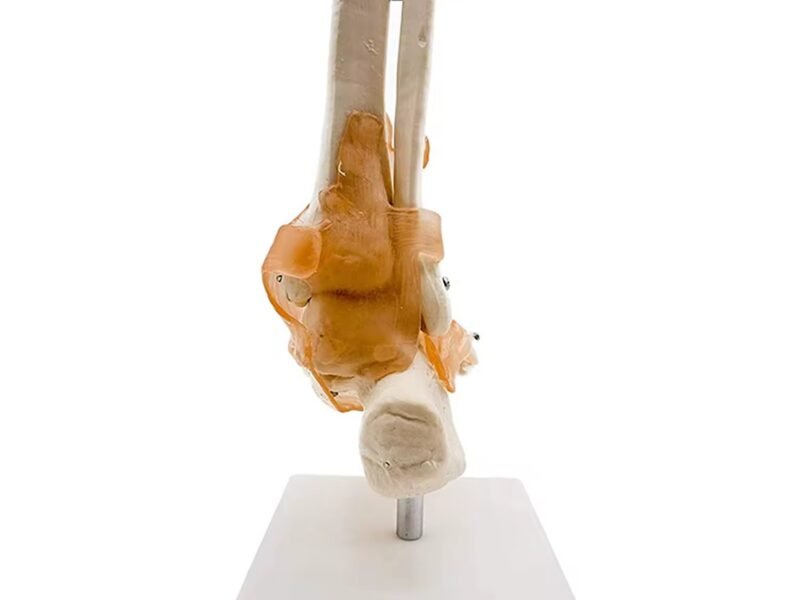 pie ligamento para enseñanza, codj3c119113a