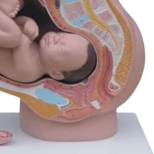 pelvis femenina para enseñanza