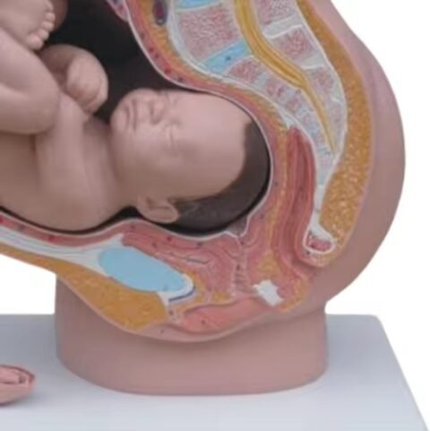 pelvis femenina para enseñanza