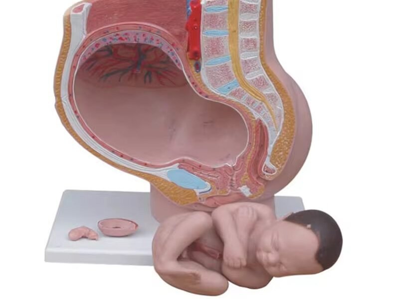 pelvis femenina para enseñanza