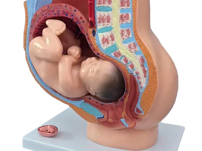 pelvis femenina para enseñanza