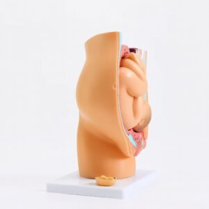 pelvis femenina para enseñanza