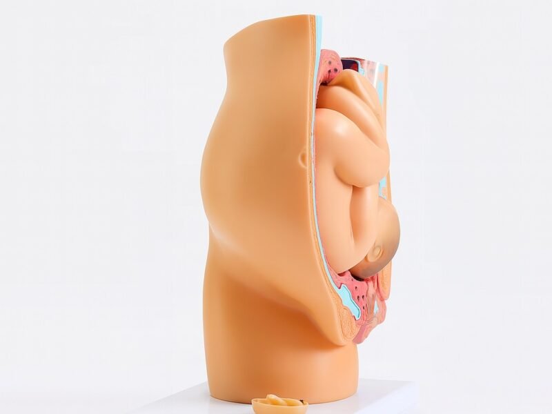 pelvis femenina para enseñanza