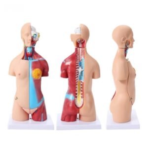 anatómico chico, para enseñanza codj3c219205