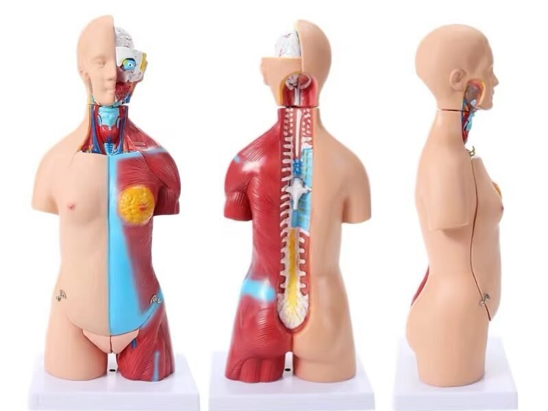 anatómico chico, para enseñanza codj3c219205