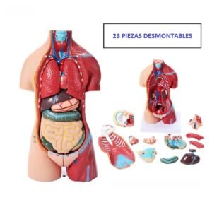 anatómico chico, para enseñanza codj3c219205