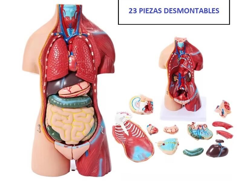 anatómico chico, para enseñanza codj3c219205