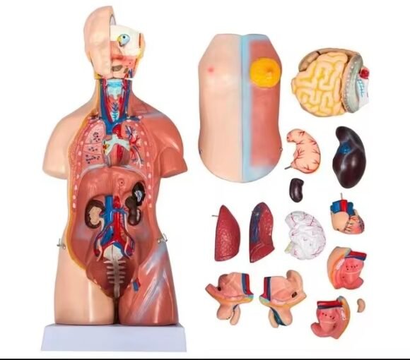 anatómico chico, para enseñanza codj3c219205