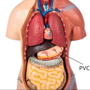 anatómico chico, para enseñanza codj3c219205