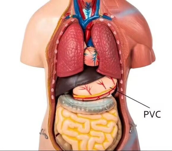 anatómico chico, para enseñanza codj3c219205
