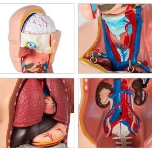 anatómico chico, para enseñanza codj3c219205