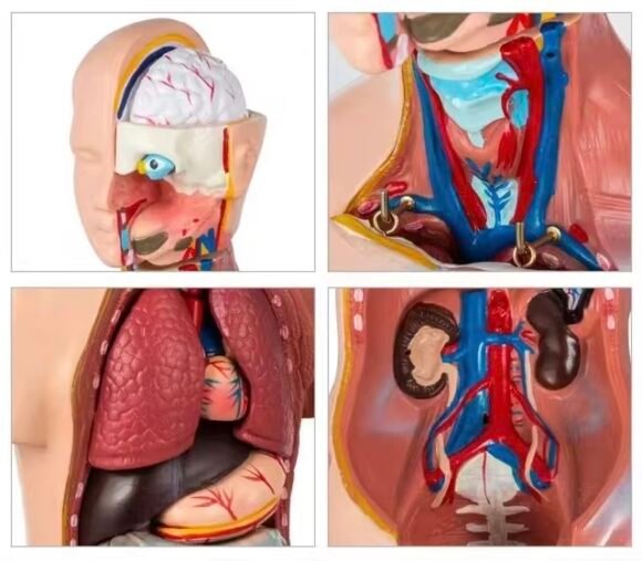anatómico chico, para enseñanza codj3c219205