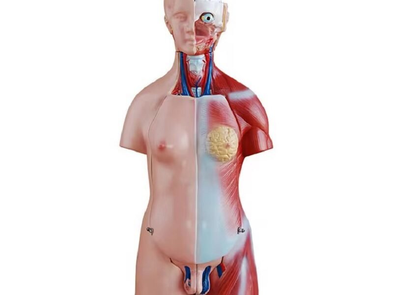 anatómico chico, para enseñanza codj3c219205