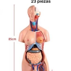 anatómico chico, para enseñanza codj3c219205