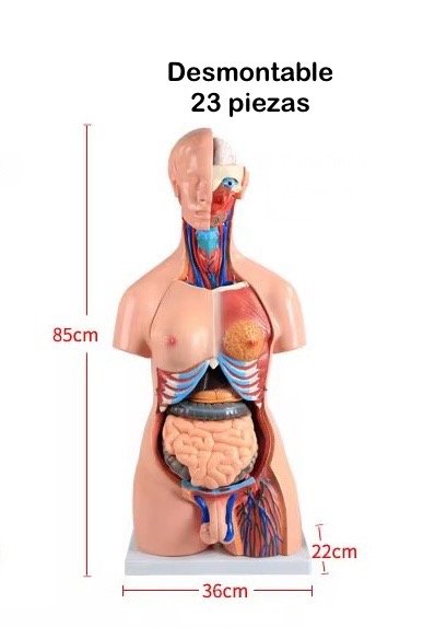 anatómico chico, para enseñanza codj3c219205