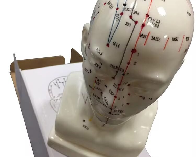 cabeza acupuntura, para enseñanza codj3c519507