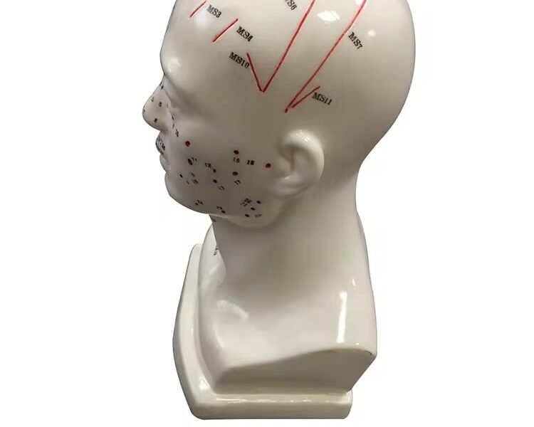 cabeza acupuntura, para enseñanza codj3c519507