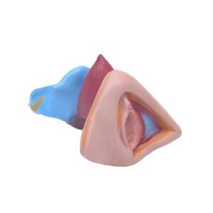 genital femenino, para enseñanza codj3c419429