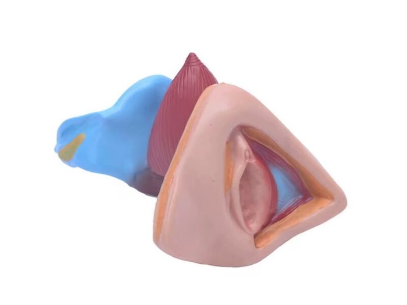 genital femenino, para enseñanza codj3c419429