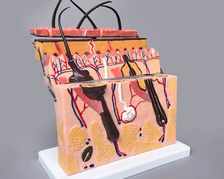 piel foliculo, material didactico para enseñanza, j3c3193133