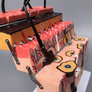 piel foliculo, material didactico para enseñanza, j3c3193133 piel foliculo, material didactico para enseñanza, j3c3193133