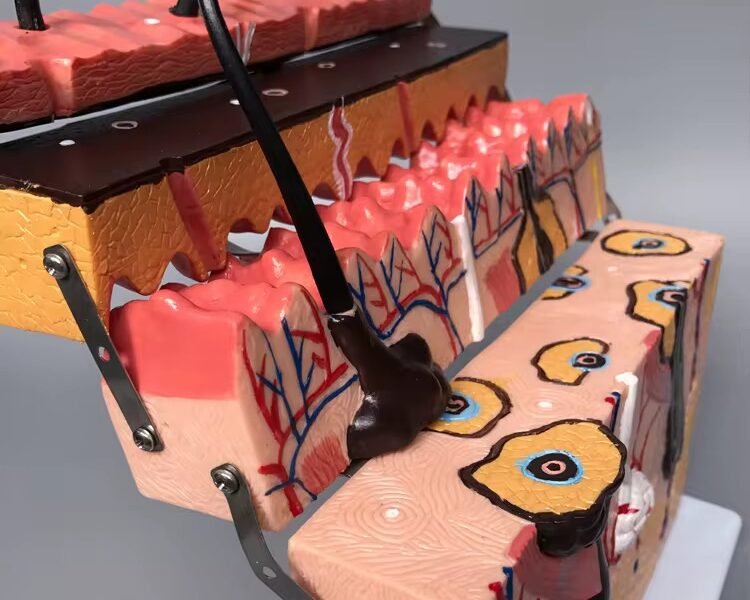 piel foliculo, material didactico para enseñanza, j3c3193133