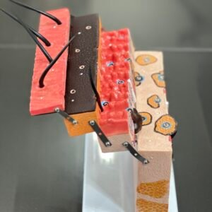 piel foliculo, material didactico para enseñanza, j3c3193133 piel foliculo, material didactico para enseñanza, j3c3193133